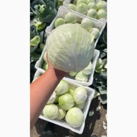 Продам товарну капусту