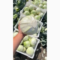 Продам товарну капусту