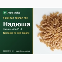 Насіння твердої ярої пшениці Надюша для посіву - еліта, РН-1