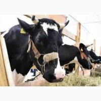 Продам ЛУГОВОЕ сено и ЛЮЦЕРНУ в тюках с доставкой по Украине