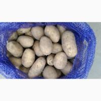 Продам отличный товарный картофель, Гранада, Беллароза, Ароза