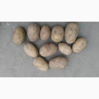 Продам отличный товарный картофель, Гранада, Беллароза, Ароза