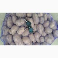 Продам отличный товарный картофель, Гранада, Беллароза, Ароза