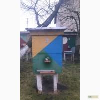 Продам бджолині сімї