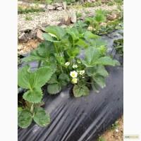 Продам саженцы клубники сорта Эльсанта