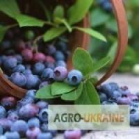 Черника ягода сушеная купить