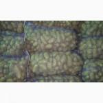 Продам картофель оптом, сортов Романо, Пикассо, Гранада, Бела роса, Панянка