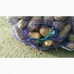 Продам картофель оптом, сортов Романо, Пикассо, Гранада, Бела роса, Панянка