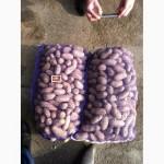 Продам картофель оптом, сортов Романо, Пикассо, Гранада, Бела роса, Панянка