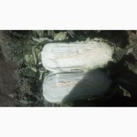 Продам капусту пекинскую товарную, сорт Билко F1