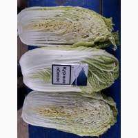 Продам капусту пекинскую товарную, сорт Билко F1