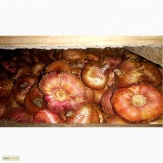 Продам оптом луковицы гладиолусов с Нидерландов