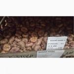 Продам оптом луковицы гладиолусов с Нидерландов