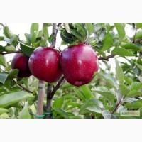 Саджанці плодових дерев - яблуні, груші, сливи, абрикоси, персики. Більше 100 сортів