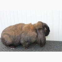 Французький баран