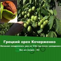 Продам саженцы Грецкого Ореха