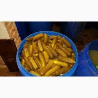 Продам соленый огурец