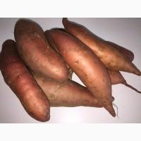 Батат (Sweet potato)