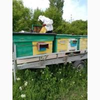 Продам пилок квітковий