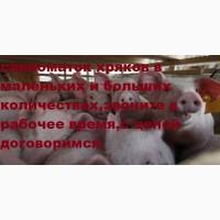 Дорого поросят