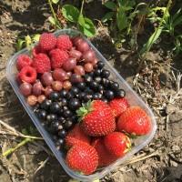 Продам смородину, малину, аґрус, полуницю (без нітратів та хімічних обробок)