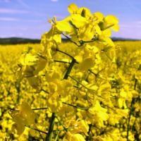Гірчиця біла, сортова «Кароліна». Горчица белая. Mustard white