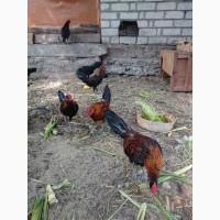 Продам петушков породы карликовых кур - Бентамки