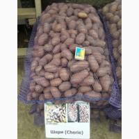 Продам картоплю посадкову ранніх сортів - Арізона, Рів#039;єра, Шеррі, Блю Белла