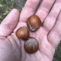 Саженцы (отводки) фундука из питомника