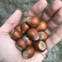 Саженцы (отводки) фундука из питомника