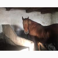 Продається кобила