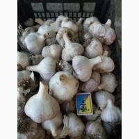 Продам часник сорт Любаша