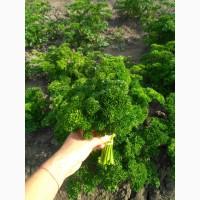 Продам зелень петрушки, та петрушки кучерявої. Петрушка.Свіжа зелень.Кучерява петрушка