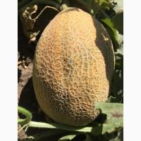 Продам дыню, сорт Маф