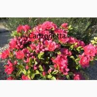 Продам азалия Canzonetta