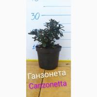 Продам азалия Canzonetta