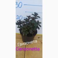 Продам азалия Canzonetta