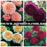 Большой ассортимент роз и плодовых деревьев