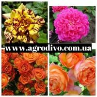 Большой ассортимент роз и плодовых деревьев