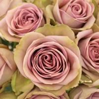 Большой ассортимент роз и плодовых деревьев