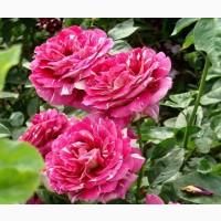 Большой ассортимент роз и плодовых деревьев