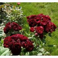 Большой ассортимент роз и плодовых деревьев