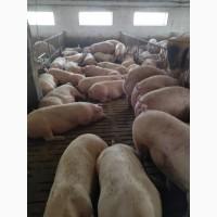 Продам свиней м’ясної породи живою вагою
