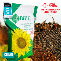 Насіння СОНЯШНИКА за цінами від виробника