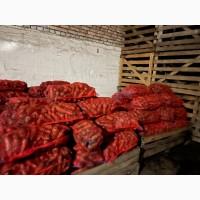 Продам товарную морковь сорт Каскад