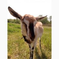 Продам 2-х дорослих Кіз, 1 і 2 роки, і ще 3-х місячна козочка