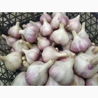 Продам зимовий часник Любаша/ посадковий часник/ часник зимовий