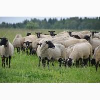 Продажа бизнеса разведению овец