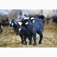 Продажа бизнеса разведению овец