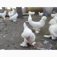 Яйце інкубаційне, курчата, Султанка біла, чорна